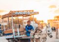 donkey, desert, siwa, egypt, oasis, sunset, evening atmosphere, work, road, to travel, adventure, culture, tradition, nature