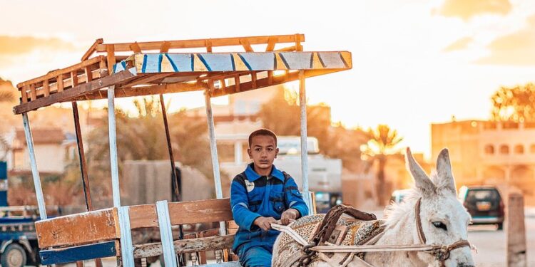donkey, desert, siwa, egypt, oasis, sunset, evening atmosphere, work, road, to travel, adventure, culture, tradition, nature